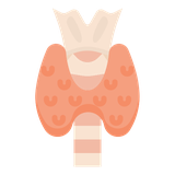 Thyroid